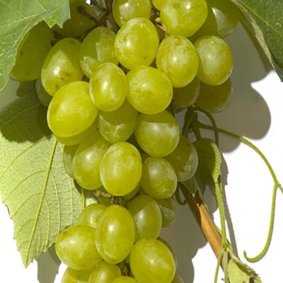 Are Grapes Allowed on Whole30?
