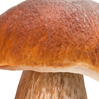Are Mushrooms Really Mold?