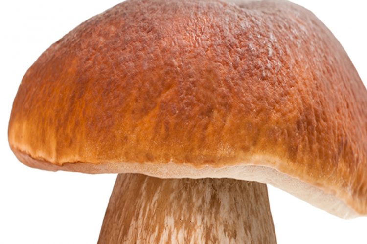 Are Mushrooms Really Mold?