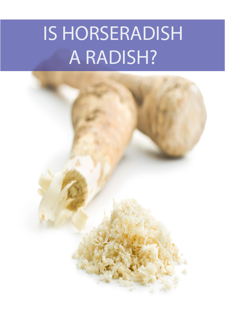 Is horseradish a kind of radish? The word radish is in the name, so it would make sense. But are these two vegetables related to one another in any way?